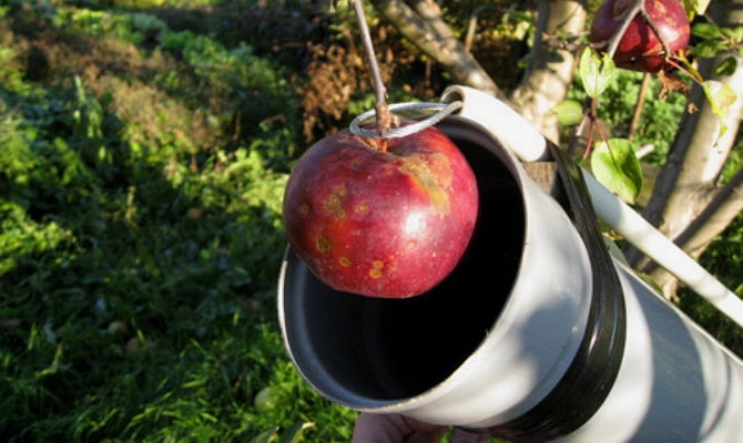 Плодосъемник для яблок: выбираем съемник, приспособление для сбора .