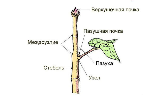 Покажите стрелками и подпишите на рисунке почки стебель лист