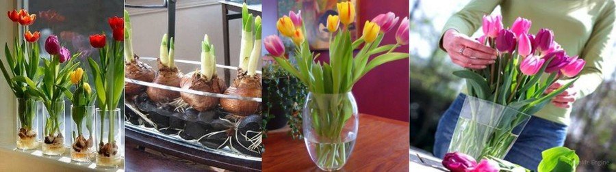 Как правильно сохранить тюльпаны. Тюльпаны срезка. Хранение тюльпанов. Срезанные тюльпаны в воде. Срезанные тюльпаны в холодильнике.