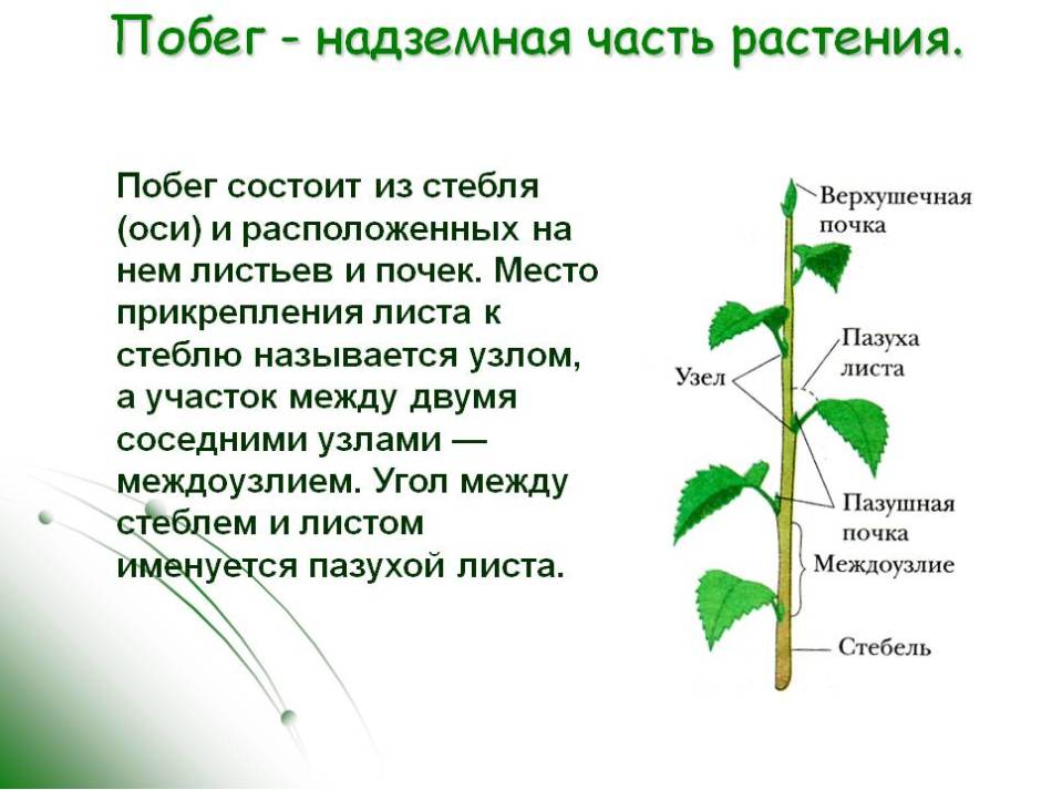 Какие корни образуются на стеблях и листьях. Строение побега листа и стебля. Место прикрепления листьев и почек к стеблю. Строение побега цветкового растения. Побег надземная часть растения стебель лист почка.