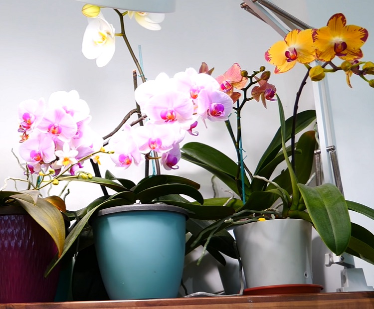 Орхидеи как ухаживать чтобы цвели. Фаленопсис уход в домашних условиях. Как ухаживать за орхидеей. Орхидея уход в домашних условиях. Орхидея как ухаживать в домашних условиях.