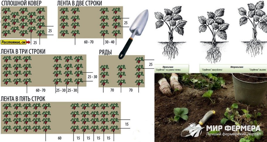 Как сажать викторию весной схема посадки