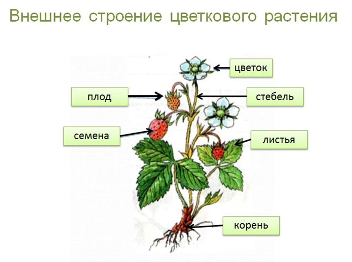 Жизнь цветкового растения. Внешнее строение покрытосеменных растений. Покрытосеменные корень стебель. Покрытосеменные корень стебель листья. Внешнее строение цветкового растения.