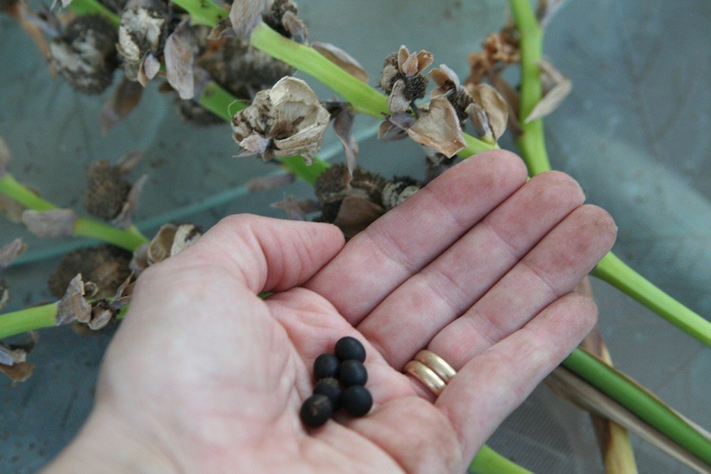 Выращивание канн семена гендлин семен львович