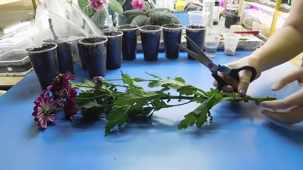 Как пересадить хризантему купленную в магазине