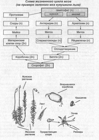 Цикл развития мохообразных схема. Жизненный цикл размножения Кукушкина льна. Жизненный цикл моховидных схема. Цикл развития мхов схема. Мейоз кукушкиного льна